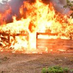 NDLEA  Storms Edo Forests, Razes 317 Tons Cannabis Warehouses, Nab 4,Seizes $269,000 Fake Dollars, Arrest 3 Syndicates In Joint Operation with EFCC
